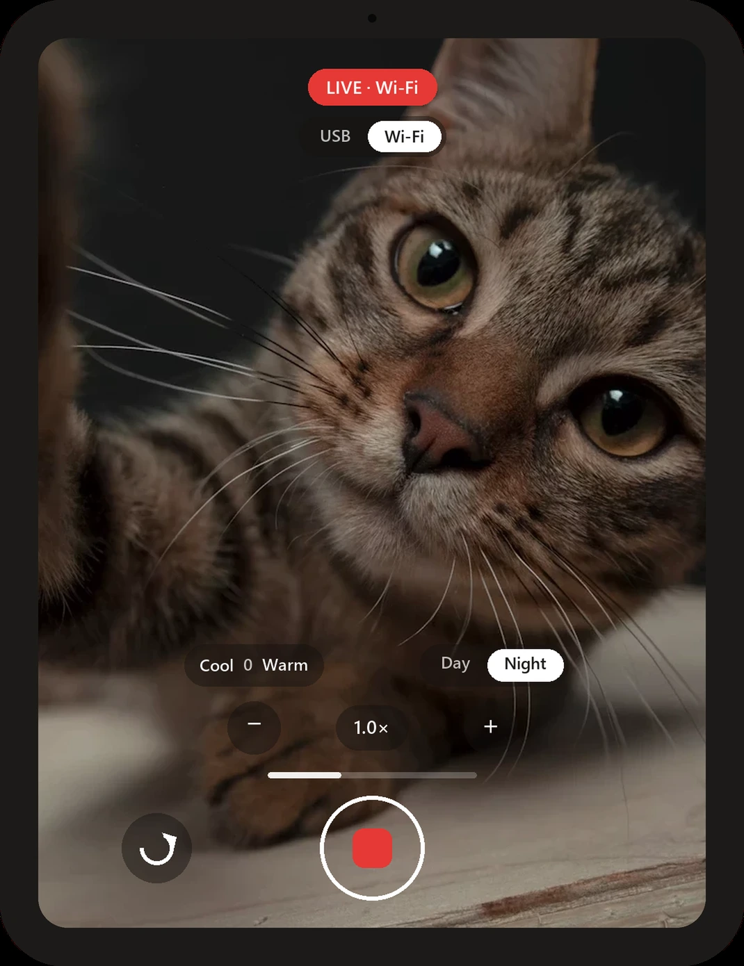 The CatCam app, live, watching a very important cat